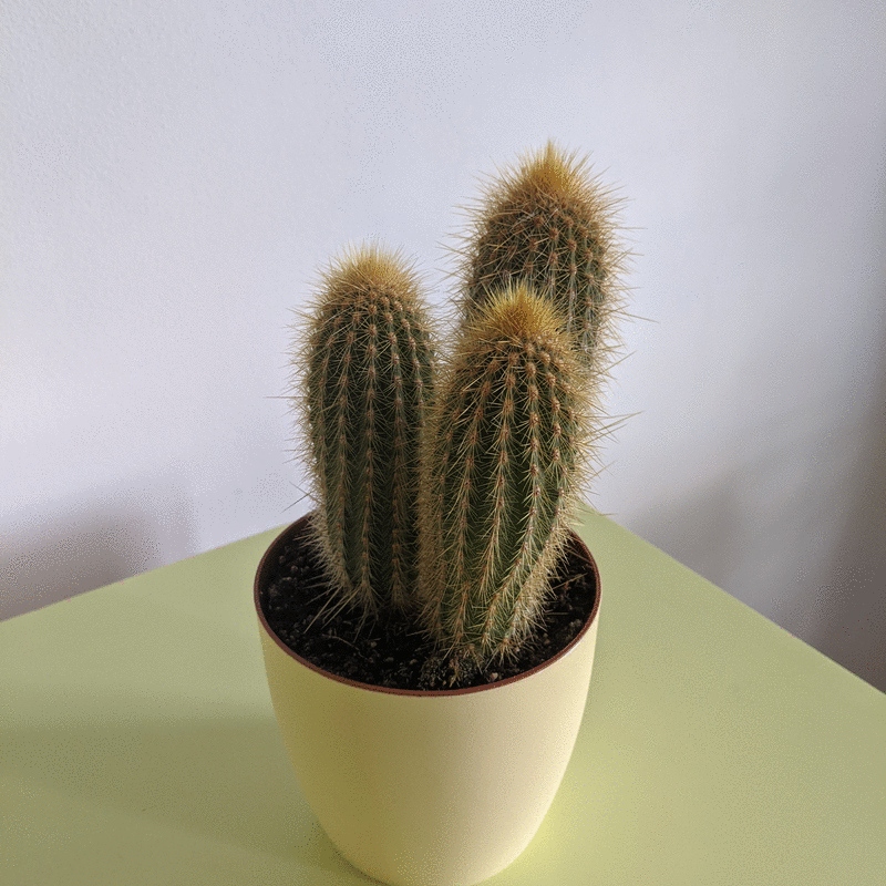 Animated cactus